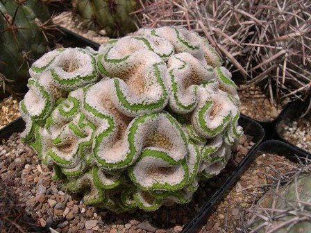 Turbinicarpus_valdezianus_fa._cristata